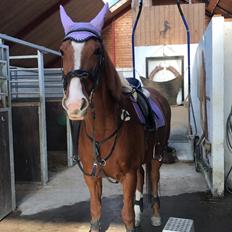 Anden særlig race Bessie