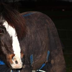 New Forest Stegstedgårds Zimba