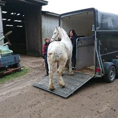 Irish Cob Crossbreed Spotty Lady