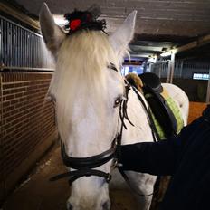 Irish Cob Crossbreed Spotty Lady