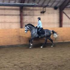 Trakehner Spencer royal