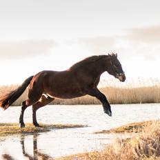 Connemara Dambækgårds Karim