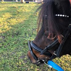 Dansk Miniature Højtoftegaard's mary