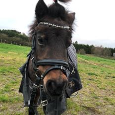 Dansk Miniature Højtoftegaard's mary