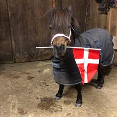 Dansk Miniature Højtoftegaard's mary