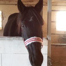 Traver Nemo sønderholm 