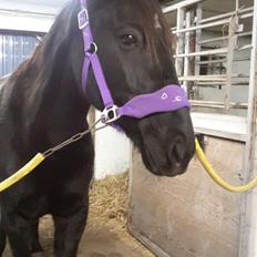 Traver Nemo sønderholm 