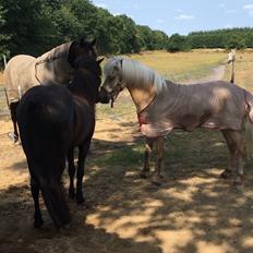 Islænder Sól fra Hjortlund