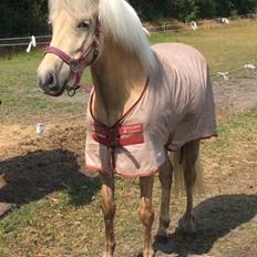 Islænder Sól fra Hjortlund