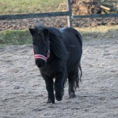 Shetlænder Fresia af veddinge