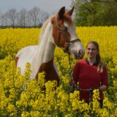 Pinto Kilgast's shamira - SOLGT