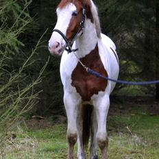 Pinto Kilgast's shamira - SOLGT