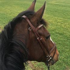 Dansk Varmblod Bredhøjgaards Moneymaker