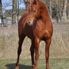 Arabisk fuldblod (OX) Thee fifth Element ox
