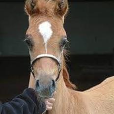 Arabisk fuldblod (OX) Ul barolo ox