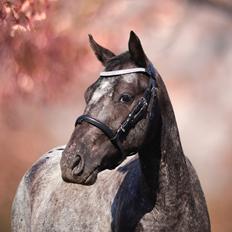 Anden særlig race Sisse knabstrupper-blanding