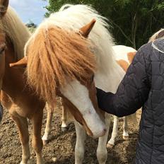 Islænder Fiðlari fra Leegaard