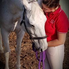 Dansk Varmblod MR. Soru