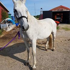 Dansk Varmblod MR. Soru