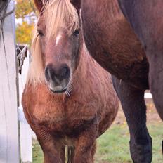 Anden særlig race Victor