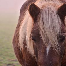Anden særlig race Victor
