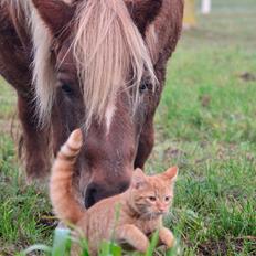 Anden særlig race Victor