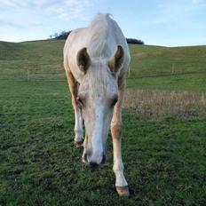 Anden særlig race Trolleys Altivo