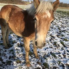 Haflinger Atle