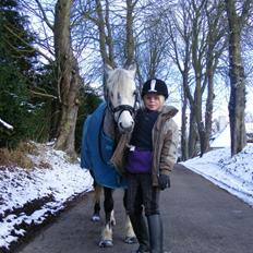 Welsh Mountain (sec A) Petúla