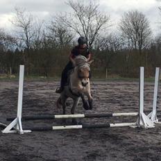 Fjordhest Oktan Stanstorp