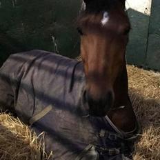 Dansk Varmblod Patchouli