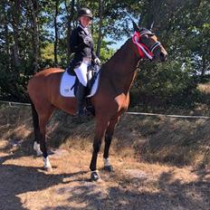 Dansk Varmblod Patchouli