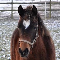 New Forest Flintdales ivor