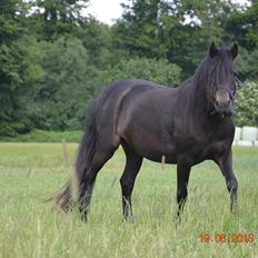 Dartmoor Edals waltzing matilda
