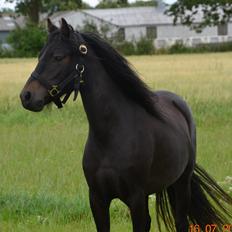 Dartmoor Edals waltzing matilda