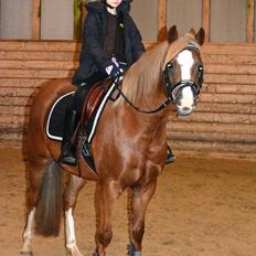 Welsh Pony (sec B) Clausholm Lady Java (dnk)