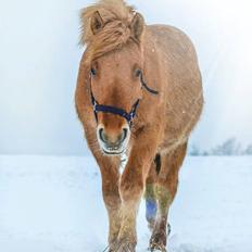 Anden særlig race Aslan