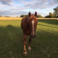 Welsh Cob (sec D) Miss Robina