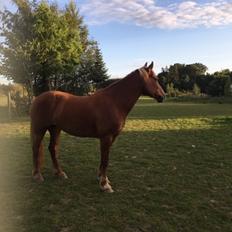 Welsh Cob (sec D) Miss Robina