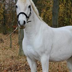 Connemara Solvangs Bastian