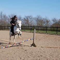 Anden særlig race Kosmo Van Klaverborch 