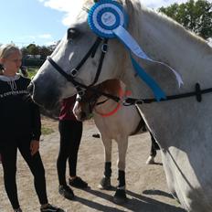 Anden særlig race Kosmo Van Klaverborch 