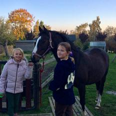 Welsh Cob (sec D) Klumpert