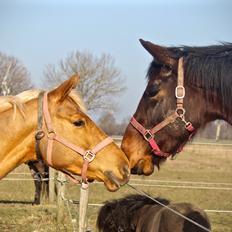 Holstener Cammy (HOPPEN)