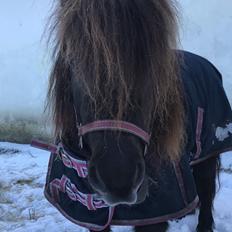 Shetlænder Pindstruphavens Amona