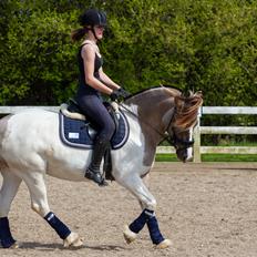 Irish Cob Crossbreed Fiona Filina •Bæstet• [Egen hest]