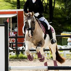 Irish Cob Crossbreed Fiona Filina •Bæstet• [Egen hest]