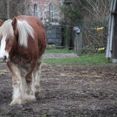 Jyde Triton Tindbæklund