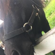 Shetlænder Sorte