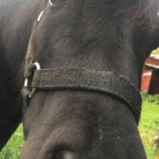 Shetlænder Sorte